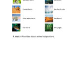 Animals Adaptations Worksheet