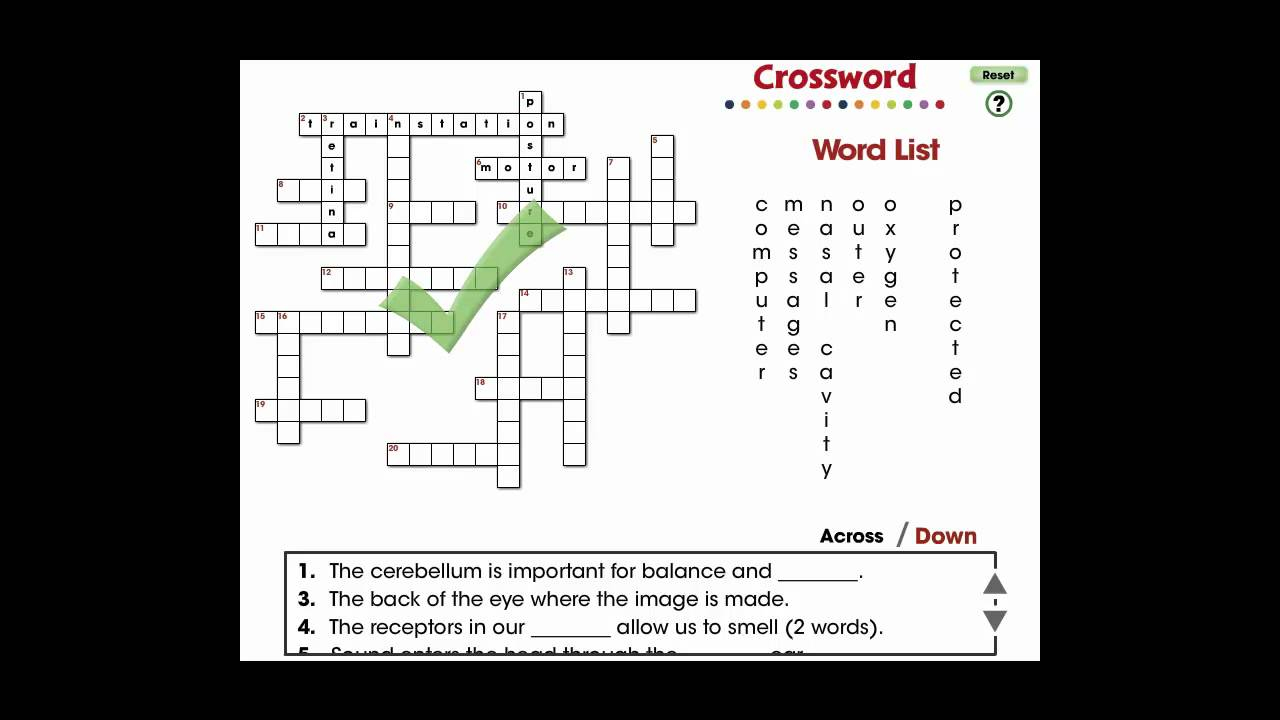 CC7550 Senses Nervous Respiratory Systems Crossword 