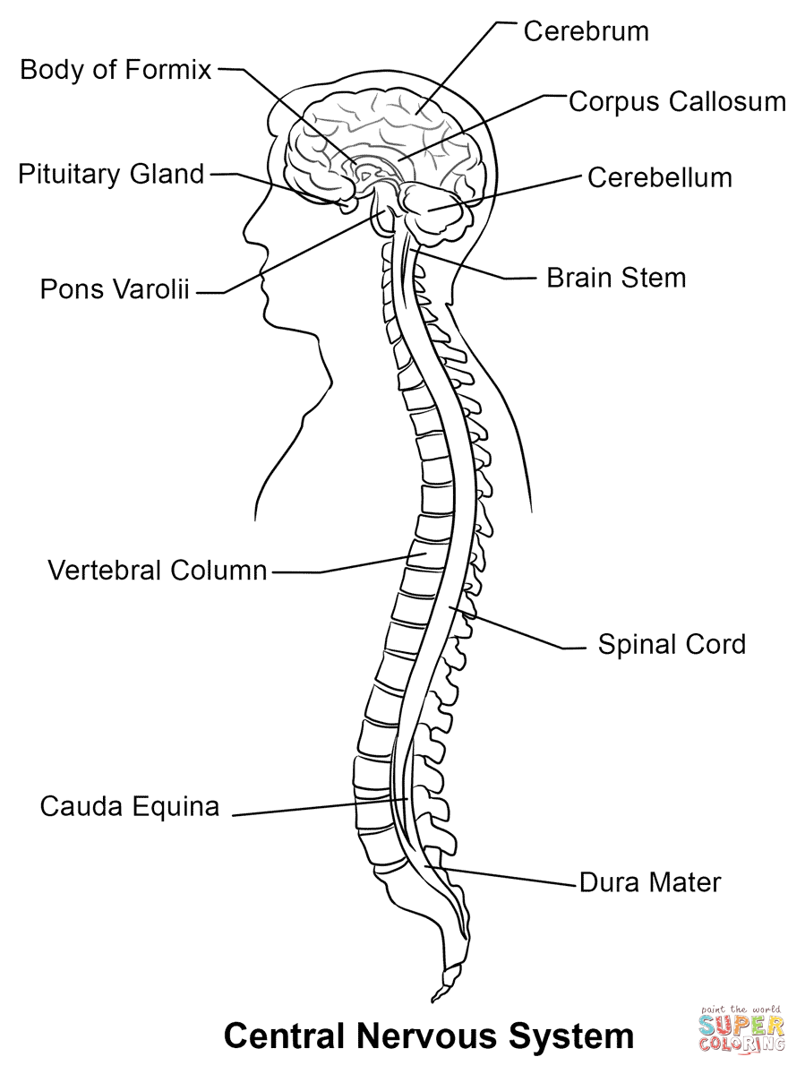 Central Nervous System Coloring Page Free Printable 