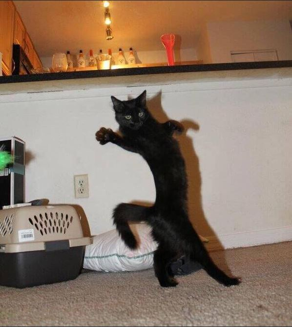 Chat Danseur Lol Chat Images Photos Et Vid os De Lolcats