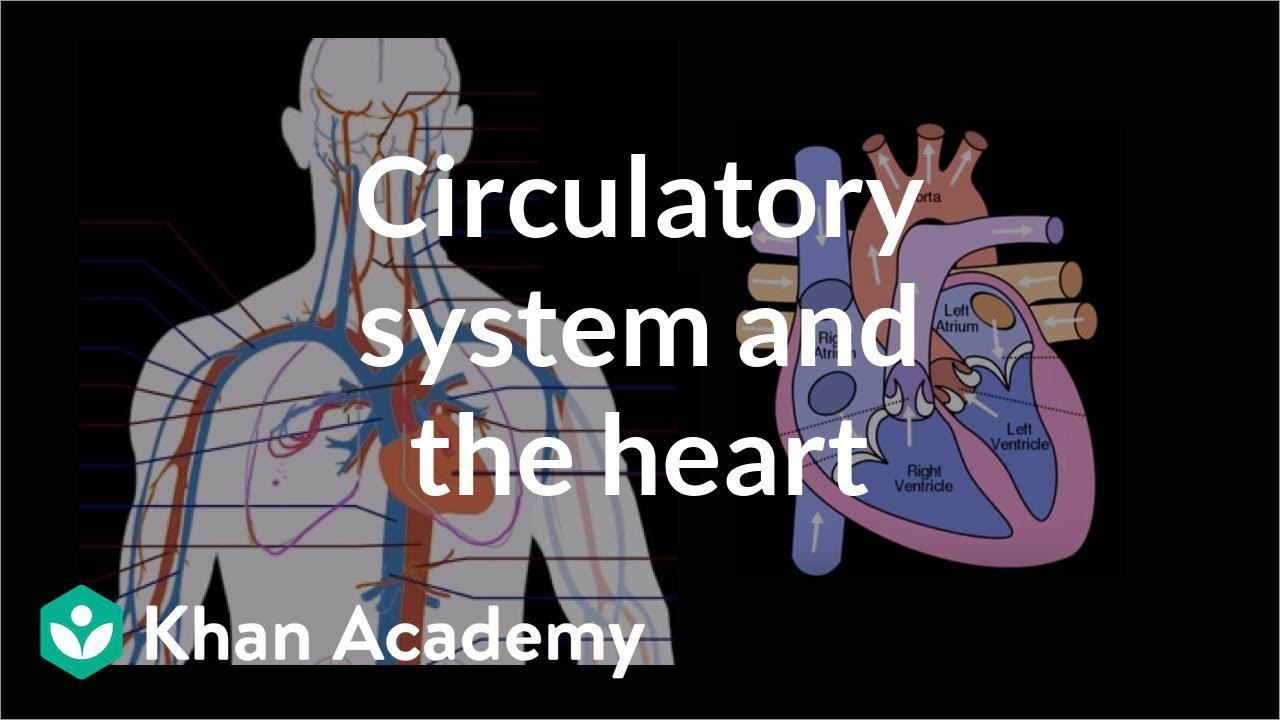 Circulatory System And The Heart Human Anatomy And 