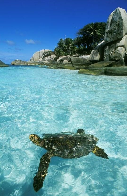 Cocos Island Costa Rica Mingling With Sea Turtles 