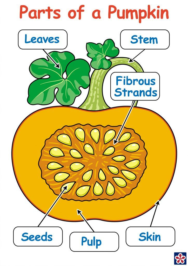 Free Printables Of The Parts And Life cycle Of A Pumpkin 