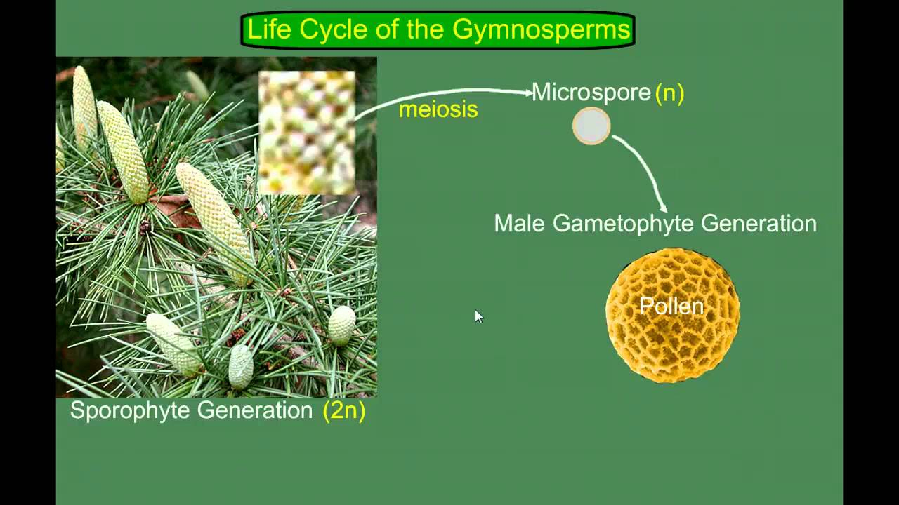 Gymnosperm Pine Life Cycle YouTube