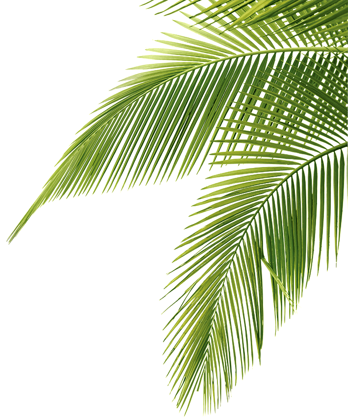 Palm Tree Leaf Png 43080 Free Icons And PNG Backgrounds