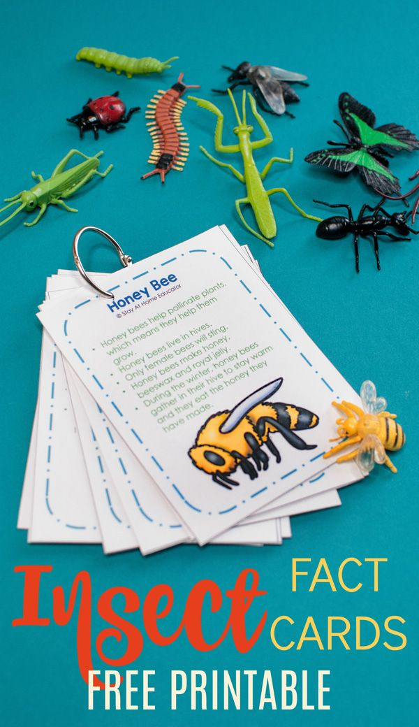 Pin On Bugs Insect Activities For Kids