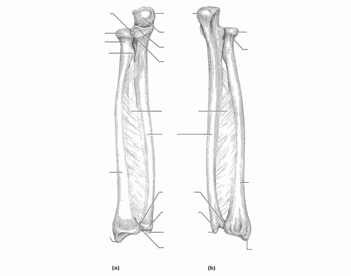 Radius And Ulna Quiz