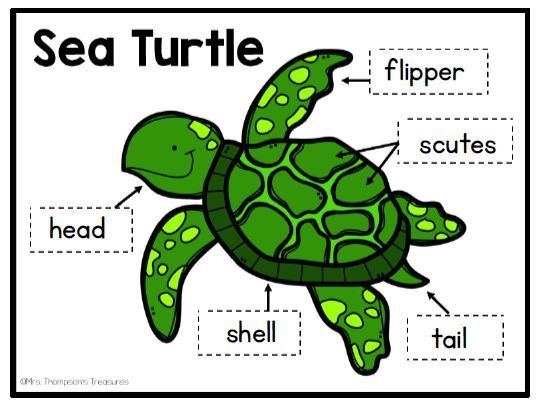 Sea Turtles Kindergarten Science NGSS Sea Turtle 