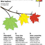 Why Leaves Change Color Horticulture Education Tree