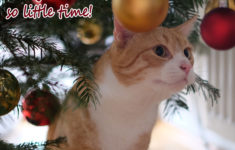 15 Cat Christmas E Cards You Can Share With Your Friends