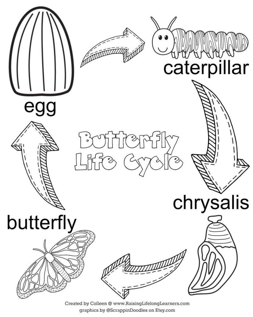 Butterfly Life Cycle Coloring Page Jpg Google Drive