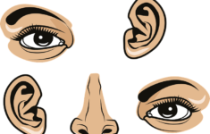 Face Parts Clipart Free Download Transparent PNG Creazilla