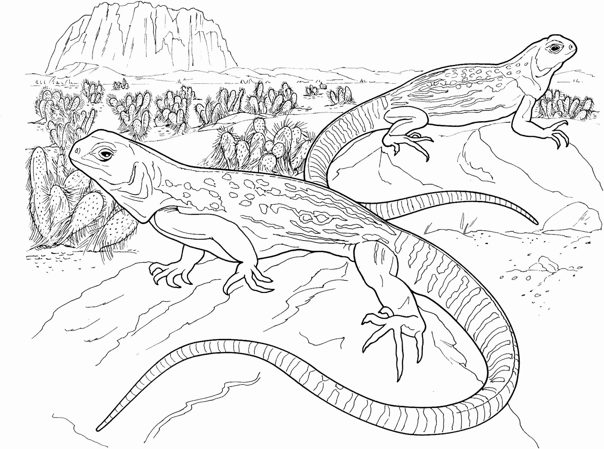 Free Lizard Coloring Pages