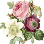 Free Png Victorian Flowers Botanical Illustration