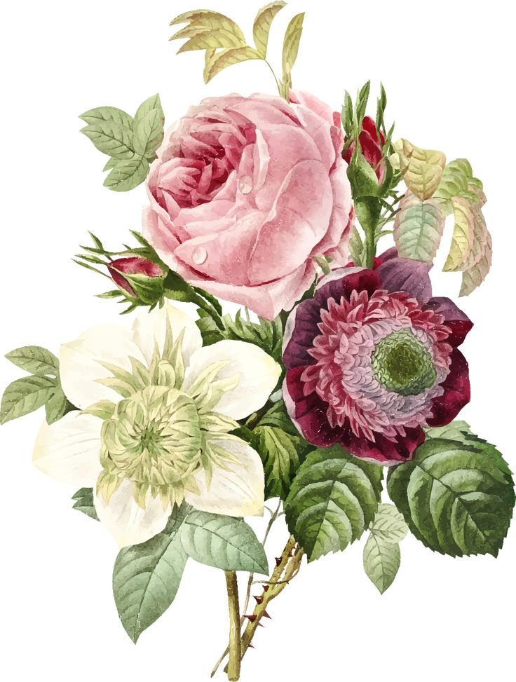 Free Png Victorian Flowers Botanical Illustration 