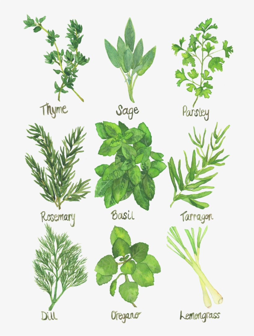 Herb Chart Kitchen Art Watercolor Print Herb Chart 