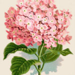 Instant Art Printable Download Hydrangea Botanical Print
