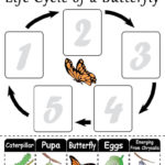 Life Cycle Of A Butterfly FREE Printable Worksheet