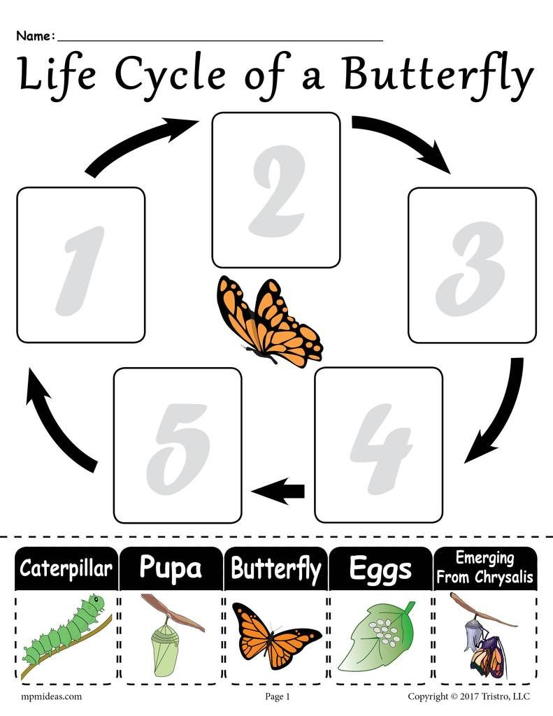  Life Cycle Of A Butterfly FREE Printable Worksheet 