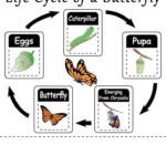 Life Cycle Of A Butterfly Printable Worksheet