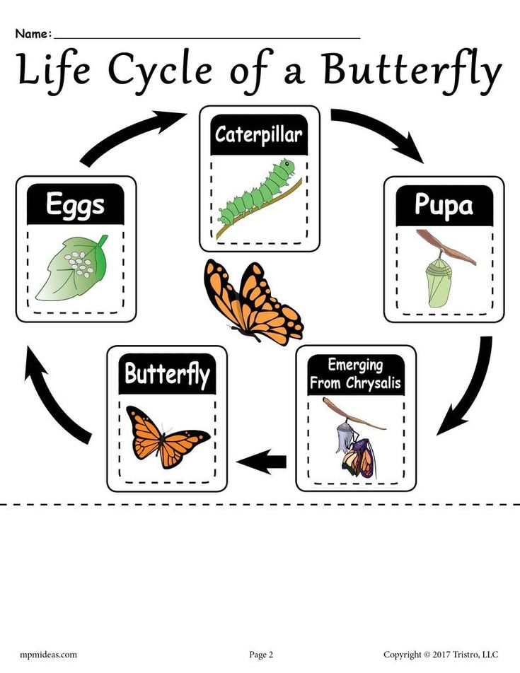  Life Cycle Of A Butterfly Printable Worksheet 