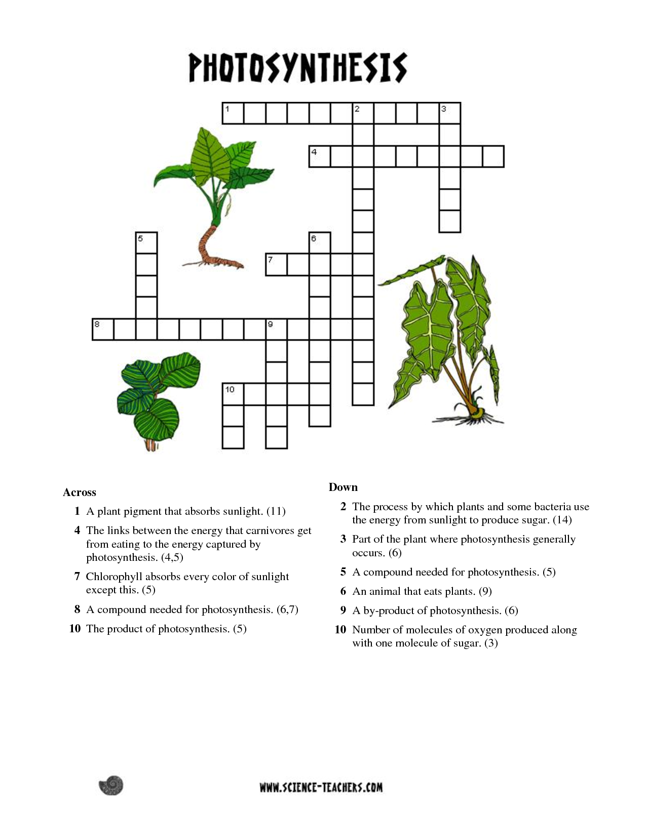 Printable Photosynthesis Crossword Bing Images Photosynthesis 